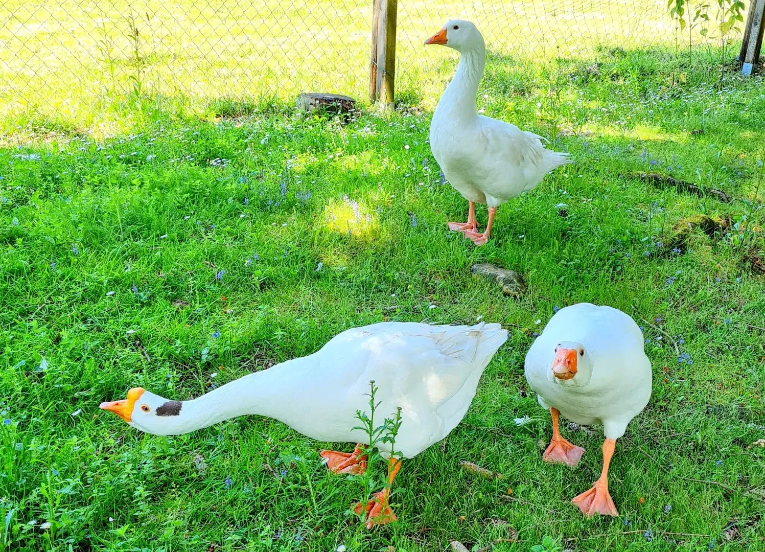 prestations-ferme (4)